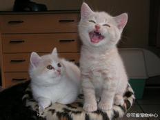 ご自宅でのお留守番、猫ちゃん大喜び