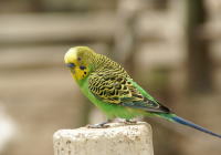 インコ（鳥）の保険