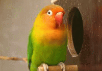 インコ(鳥)の保険