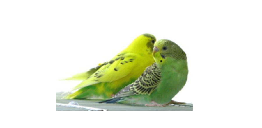 インコ（鳥）の保険