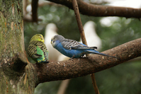 インコ(鳥)の保険