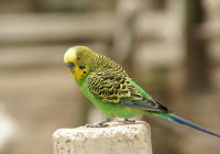 インコ(鳥)の保険